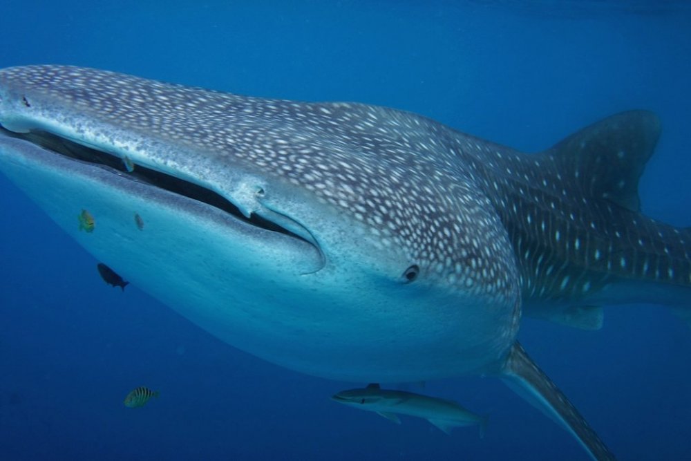 whale-shark-08216_s.jpg