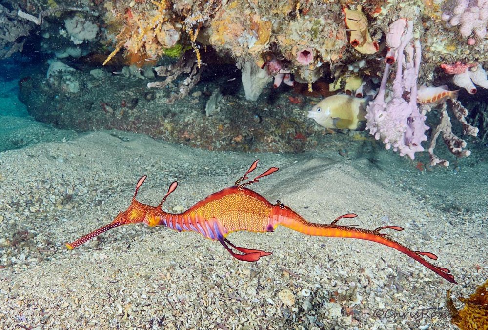 WeedySeaDragon8.thumb.jpg.ff0796564db681b34b2c88b3946a497c.jpg