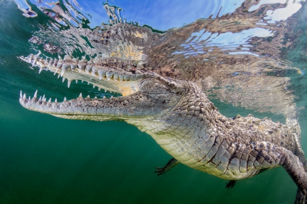 Croc - 1.jpg