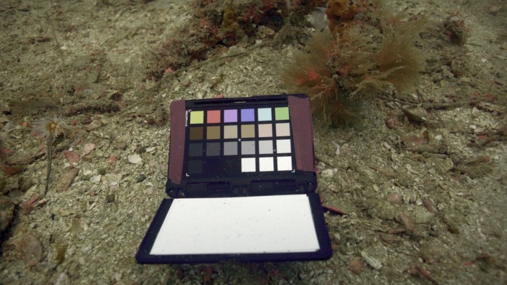 Color_Chart_FHD_90.thumb.jpg.2decc0f7c57c8d057d46686c4e181dc3.jpg