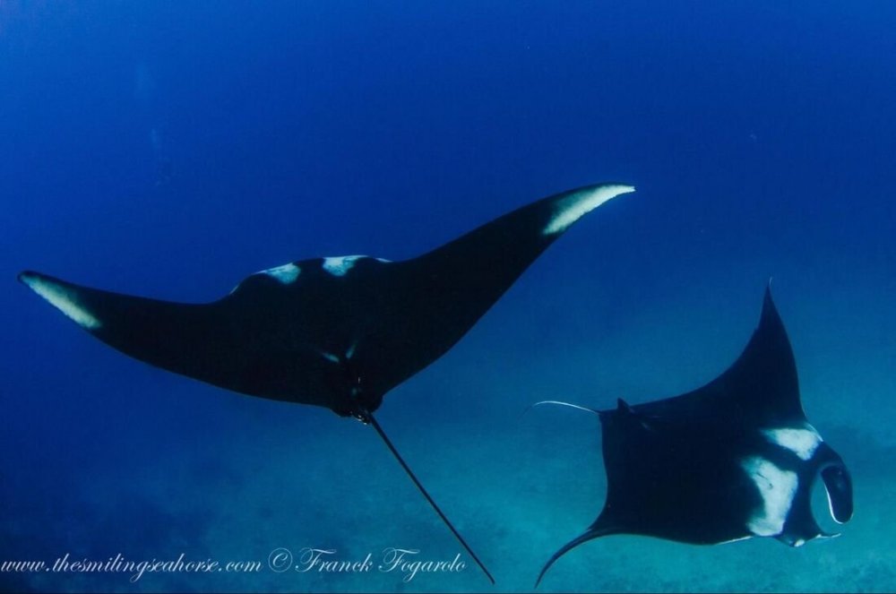 2-manta-rays_orig.thumb.jpg.c7dca7a7c91f8c7605dde7dd586e729e.jpg