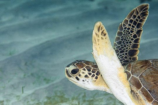 734924195_Aruba_20200810_07-20_007.jpg.a8cac5a2e51c1c5b6bb31dc63f91e989skunkanemonefishimg5839.jpg.742550e3e145799c681ed842577ab958.jpg