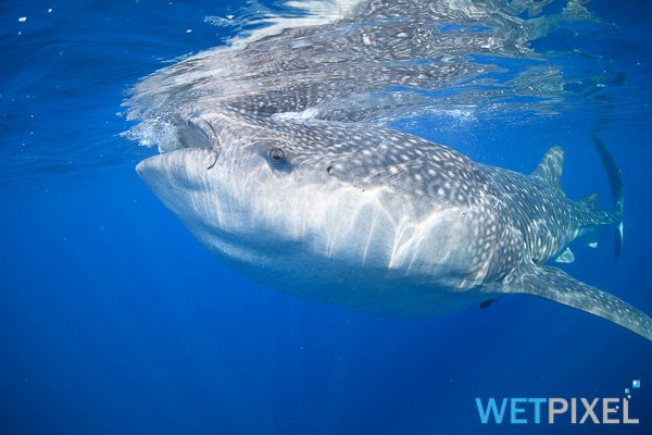 Whale_sharks_20_001.jpg