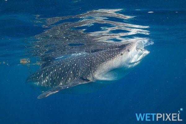 Whale_sharks_20_002.jpg