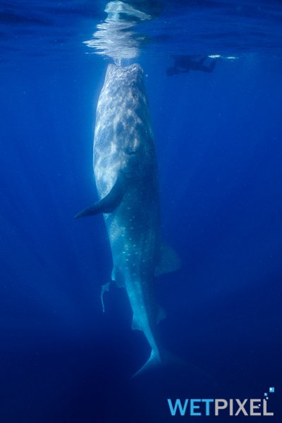 Whale_sharks_20_004.jpg