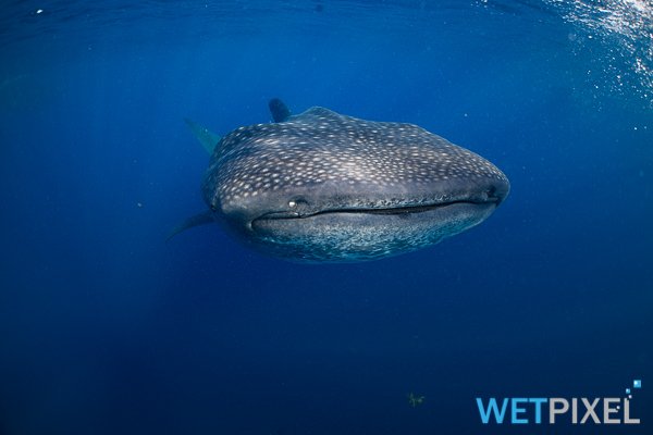 Whale_sharks_20_005.jpg