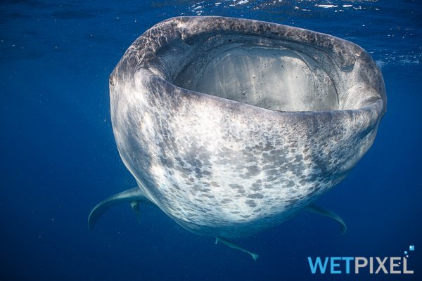 Whale_sharks_20_006.jpg
