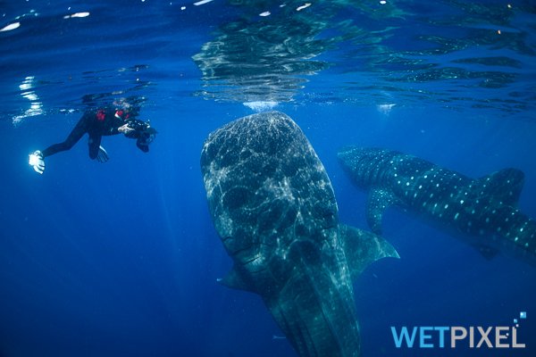 Whale_sharks_20_007.jpg