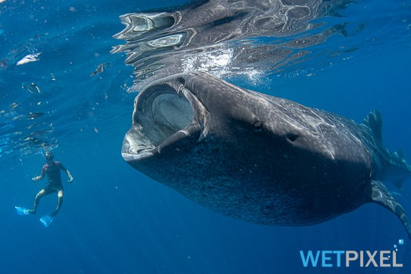 Whale_sharks_20_008.jpg