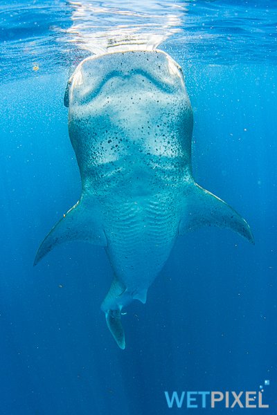 Whale_sharks_20_009.jpg