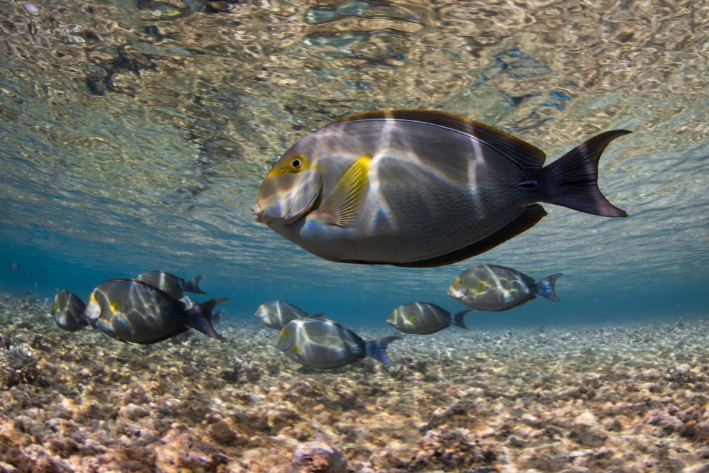 Eyestripe Surgeonfish.jpg