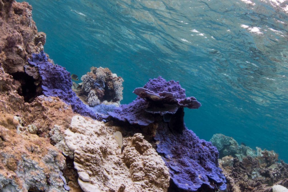 Palmyra Atoll.jpg