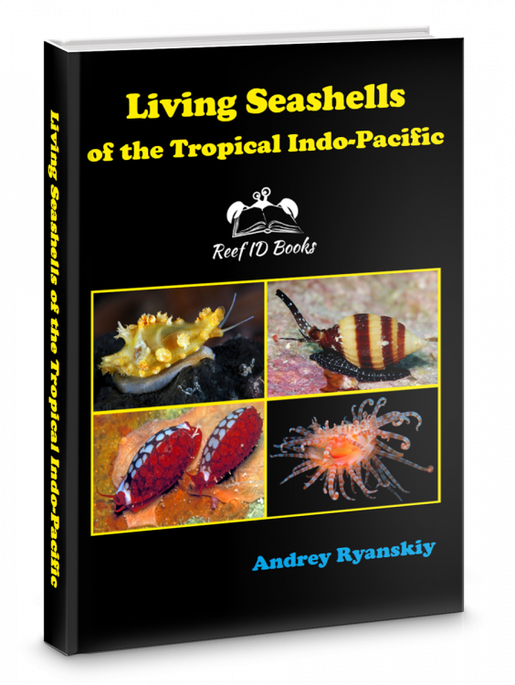 living shells.png