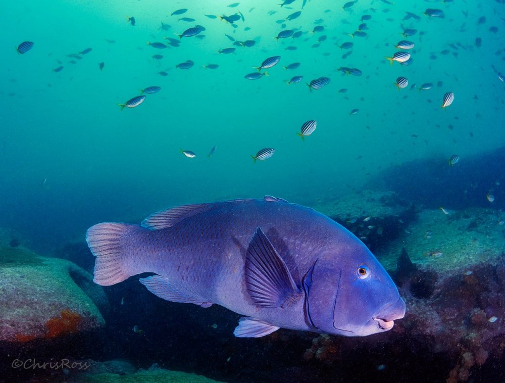 EasternBlueGroper7.thumb.jpg.b9af2a190d4e5801d30961996f4afb32.jpg
