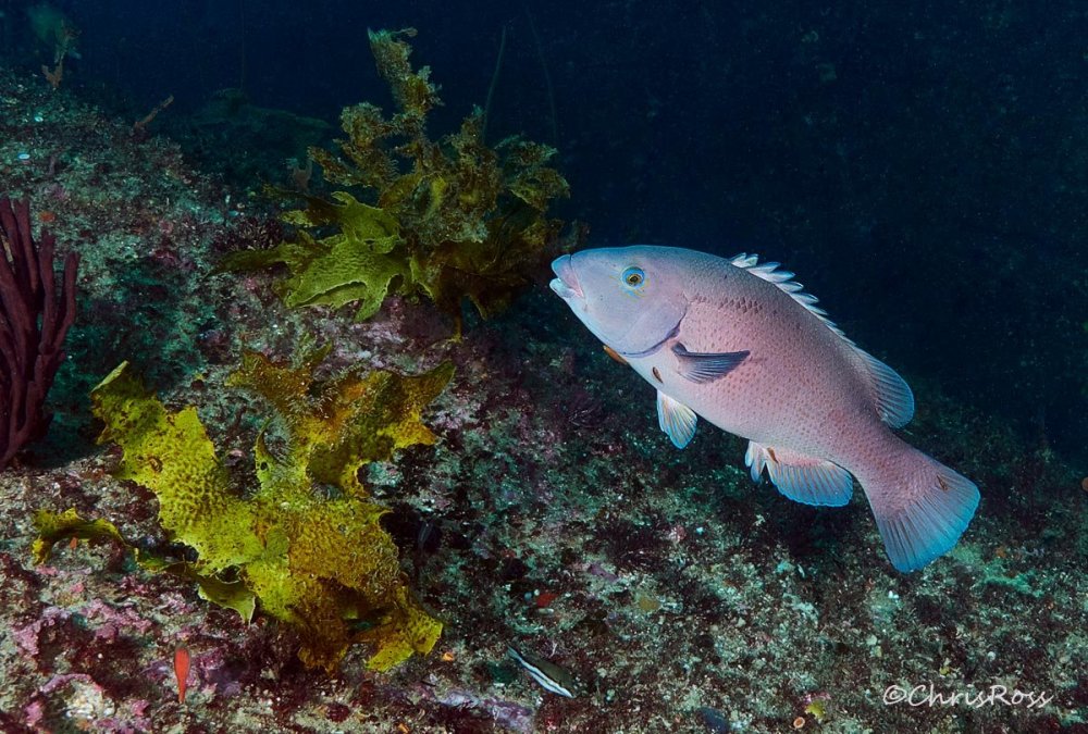 EasternBlueGroper8.thumb.jpg.c79cee8a01bbba97193b056086f0f14c.jpg