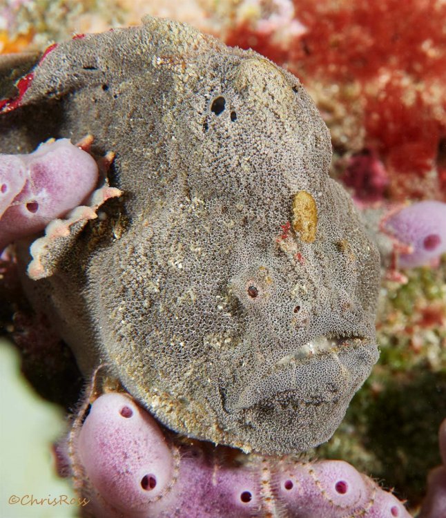 Grey_red_fingered_anglerfish.thumb.jpg.c9b0e7672c273e7d7c5f6bcf2462051c.jpg