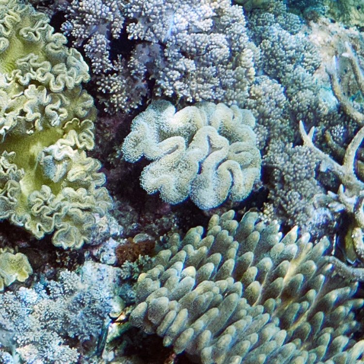 LalouReefScene_RHC_crop.thumb.jpg.e0836c6e4cec1a9f4b99f0abf8a67dcf.jpg