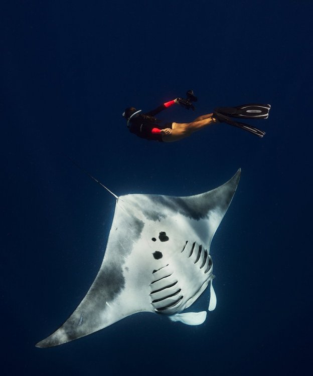 Mexico_WhaleSharkMantas_003.jpg