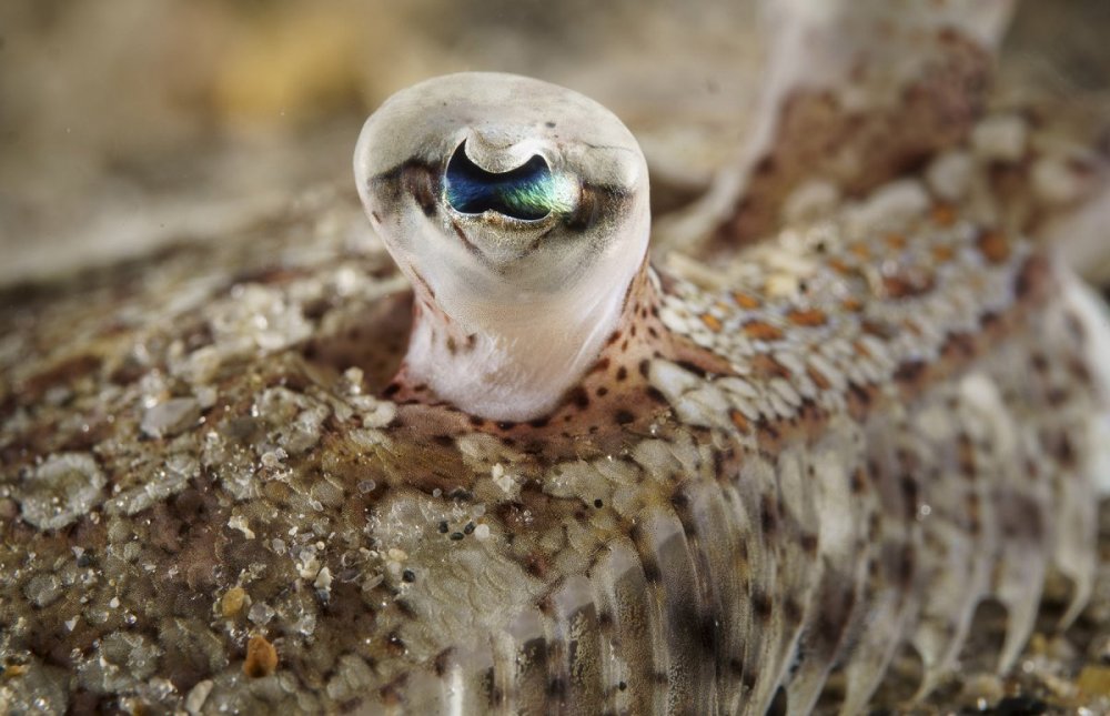 eyedflounder.jpg