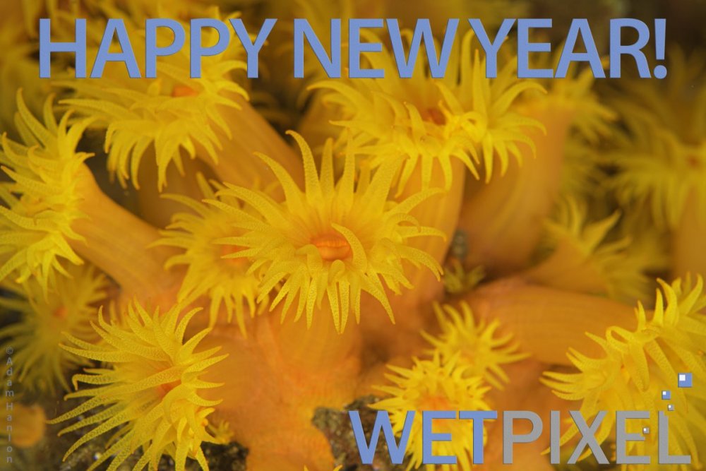 new_year_21.jpg