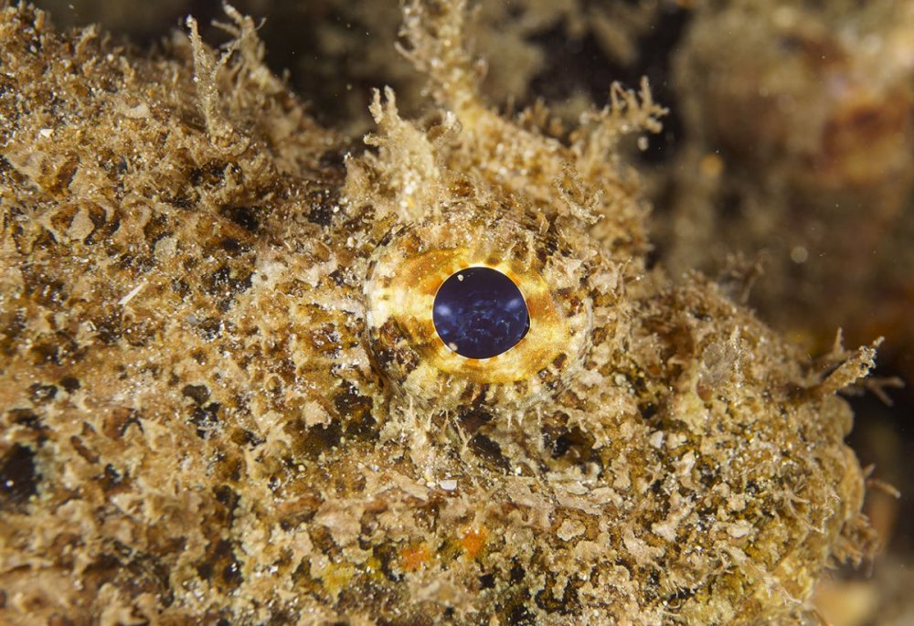 scorpionfish.jpg