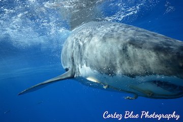 AAC_9366.JPG.ba018b98327d31f964c6f1fbc866d2d7.JPG