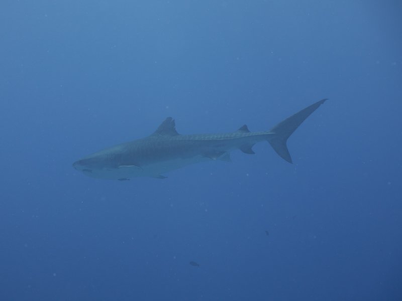 P2280200.jpg.1aaed30b7a21b3caf63165fc75528d3b.jpg