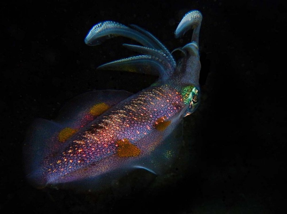 Squid.jpg