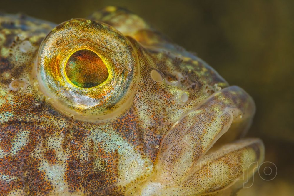 _MG_9324_Goby_close-up_1200.jpg
