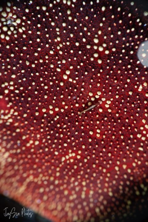 cmc1-seastarshrimp-as-shot.jpg