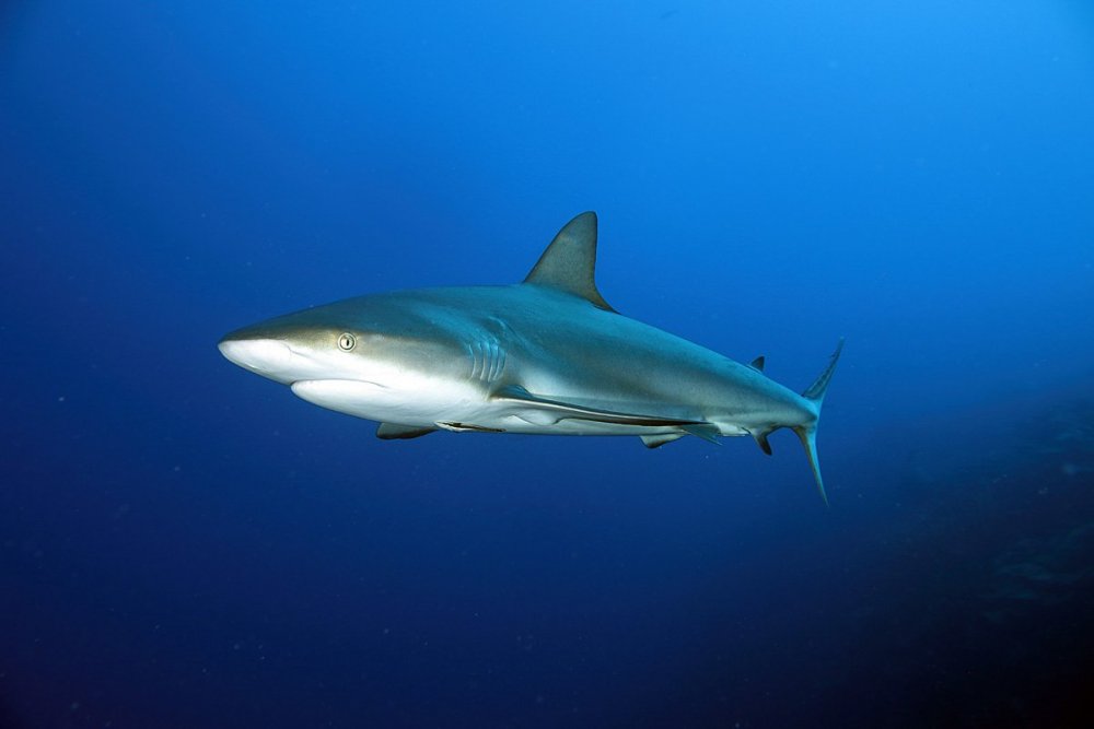 shark copy.jpg