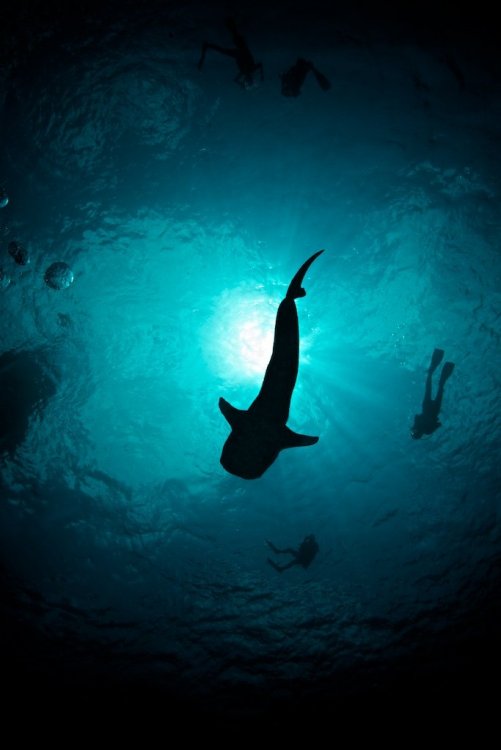 Whale Shark.jpg