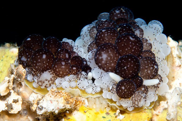 436641683_Ceratophyllidiasp70010.jpg.16f78d3bc5c1d2cdabec98b9fe41d34e.jpg