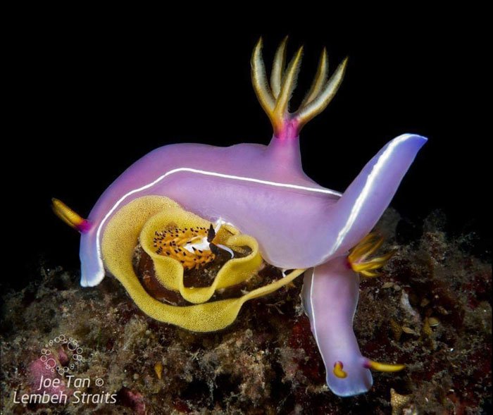 707502387_HypselodorisbullockiandsmallFavorinustsuruganus700.jpg.8644e516b390016c08bc80ee8b4fe81b.jpg