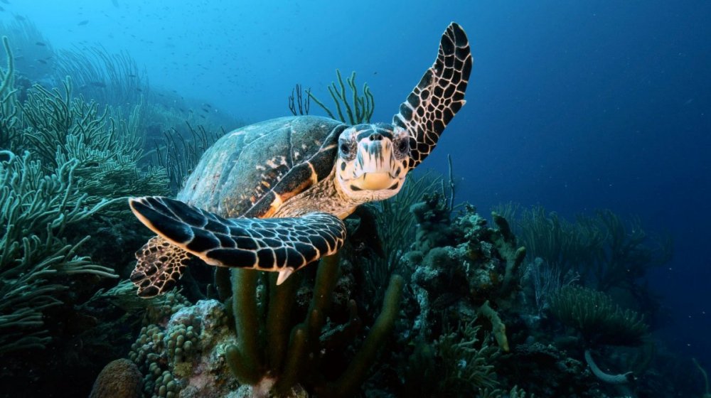 bonaireturtle.jpg