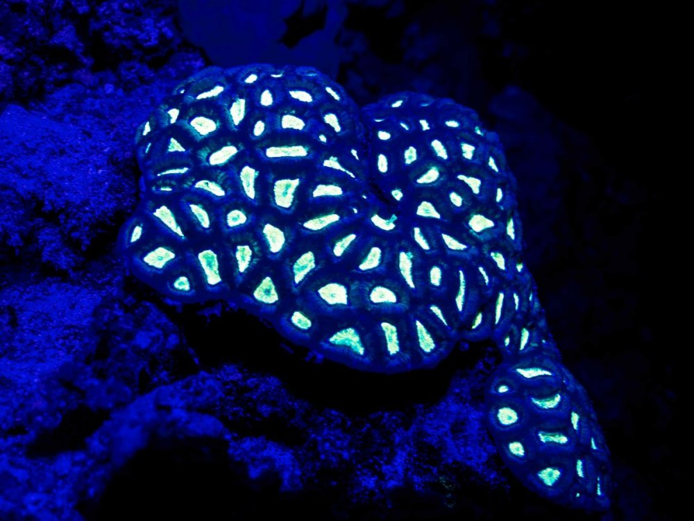 Fluorescence_2.thumb.jpg.645e5b0edd6dc41bbeade6d39c8bfb8e.jpg
