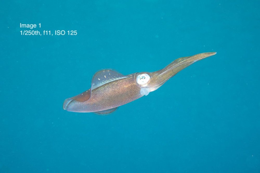 Squid_001.jpeg