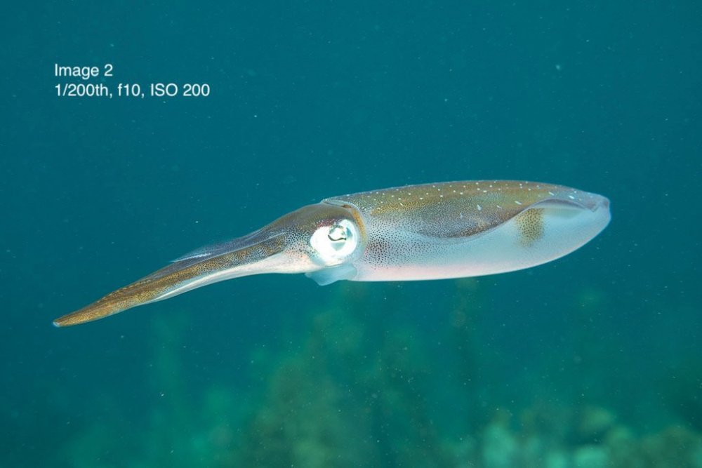 Squid_002.jpeg