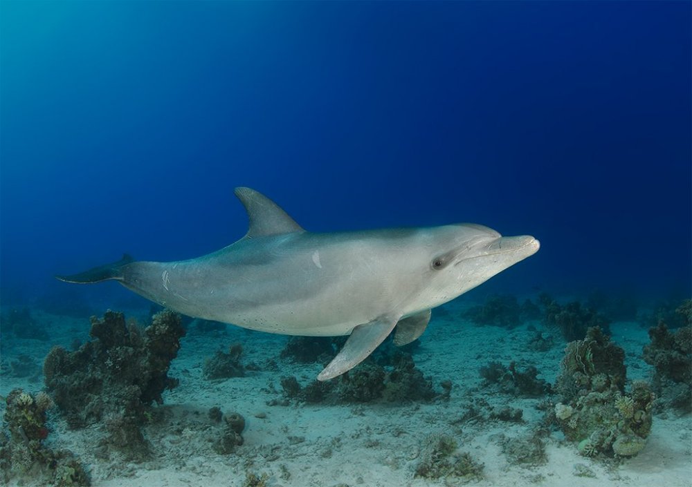 Dolphin-1-TP.thumb.jpg.4c3c82e096e677bcc194de2195b3555c.jpg