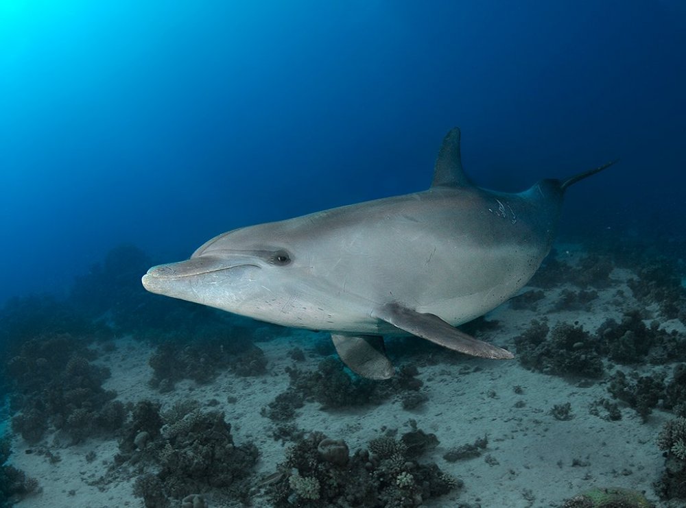 Dolphin-2-TP.thumb.jpg.30b5d773d4fcf0b6b50c125504159ed2.jpg