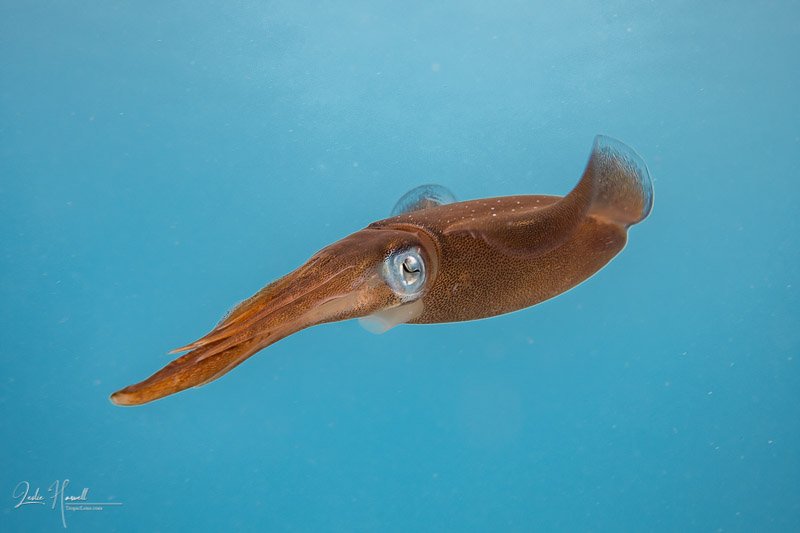 Squid_eyes_ambiant_light_001-2.jpg.73d6142f2c908f722bb21d8321e63880.jpg