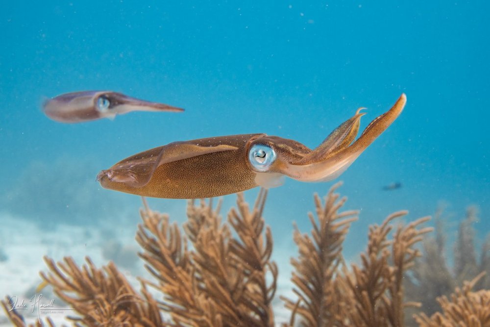 Squid_eyes_ambiant_light_10-13_001.thumb.jpg.5b4a8760158917ca8af3009517c222aa.jpg