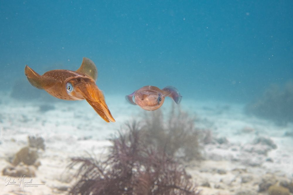 Squid_eyes_ambiant_light_10-13_002.thumb.jpg.6bc183e441481482fd737bd78ddb7e22.jpg