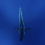 theocean