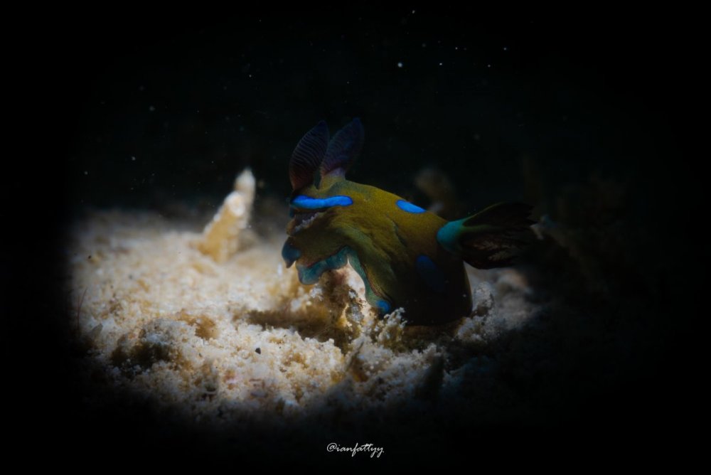 1252622584_GloomyNudi(1_23_22).thumb.jpg.94b386a9dcf6455a5f7cd5a6c8c223cc.jpg