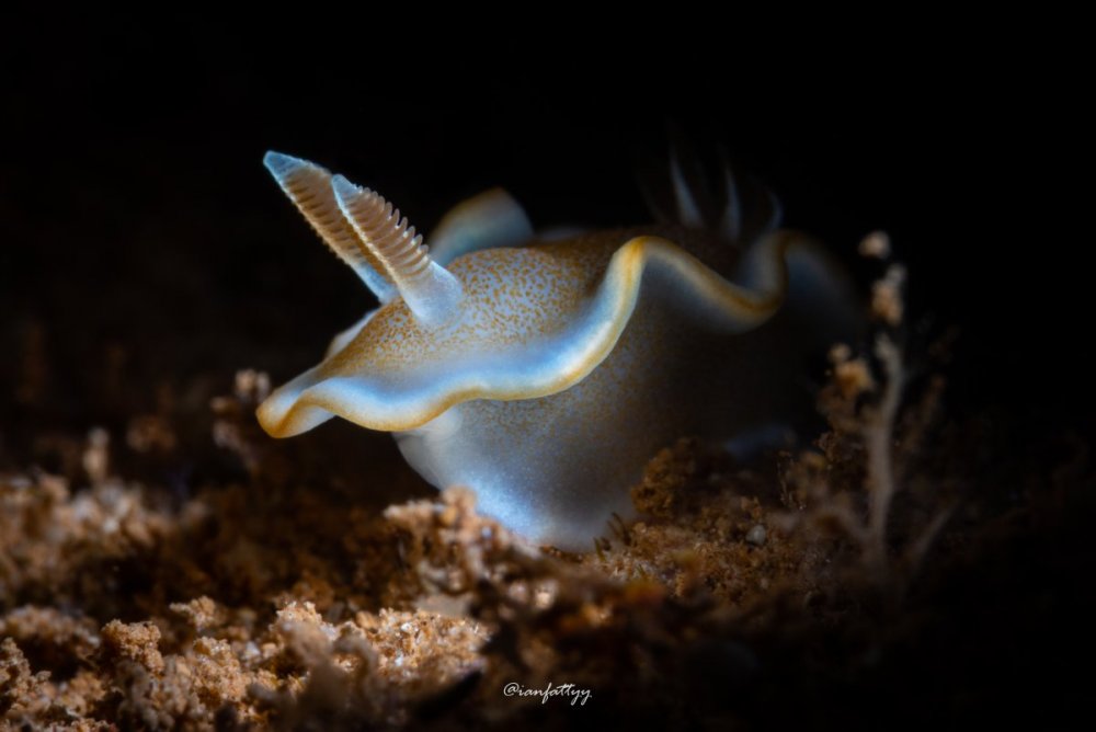 1328107486_WhitemarginNudibranch(1_5_22).thumb.jpg.75b225ca31bac26b0ae45fdef210b63b.jpg