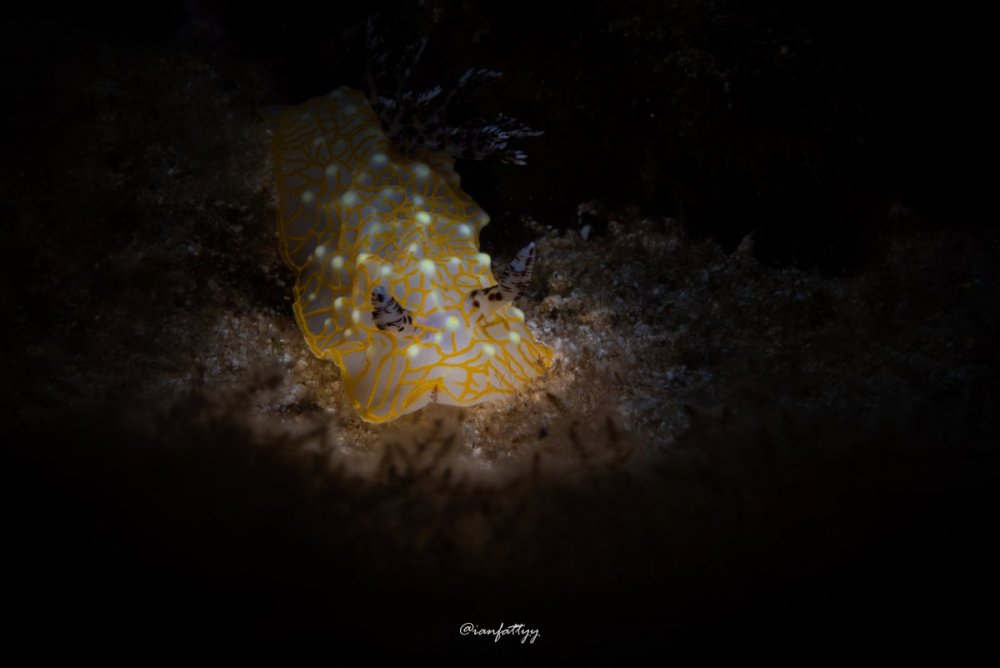 1522884192_GoldLaceNudibranch(1_21_22).thumb.jpg.9eeaf512f01ca547b78a4033e6cb642e.jpg