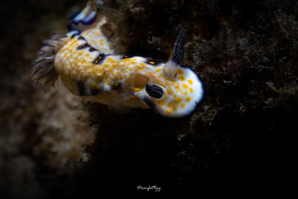 2068940450_ImperialNudibranchPP(1_23_22).thumb.jpg.d2fde5eb89933cf9594bea02332ea93e.jpg