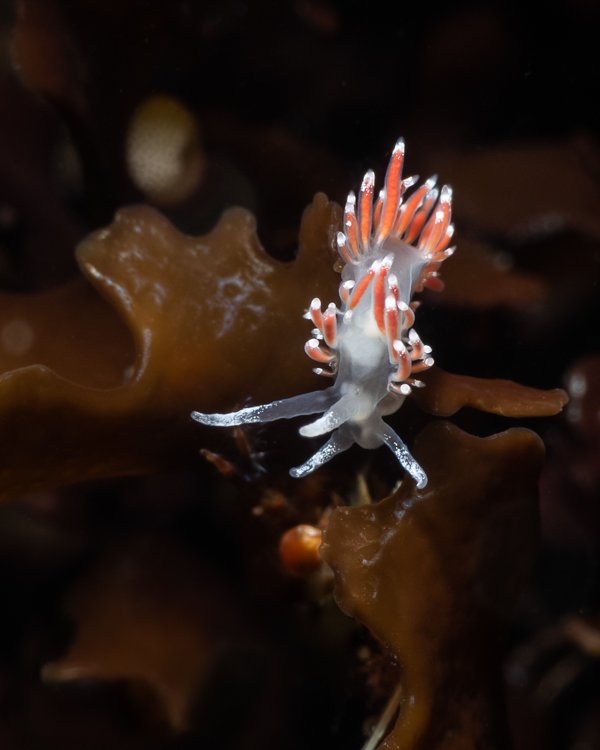 Flabellina