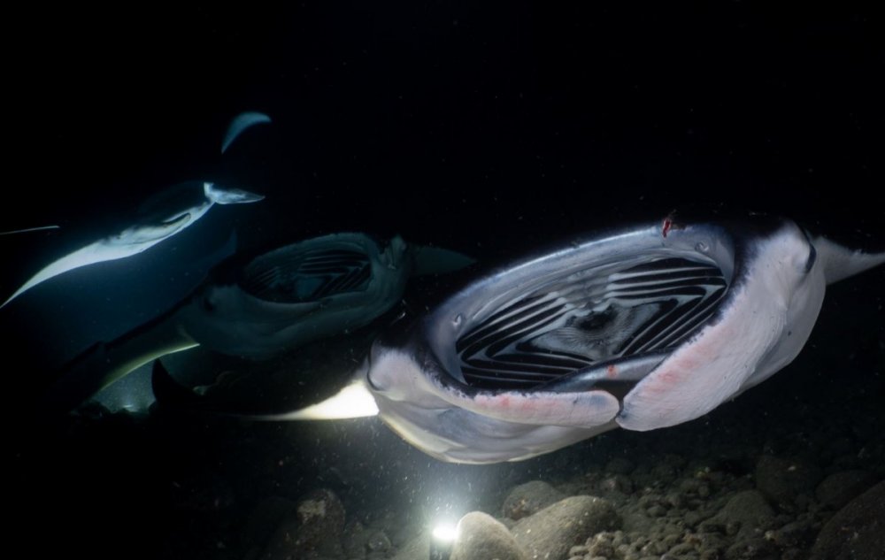 Manta1.thumb.JPG.861a099db35fe970b99e862c019e0fde.JPG